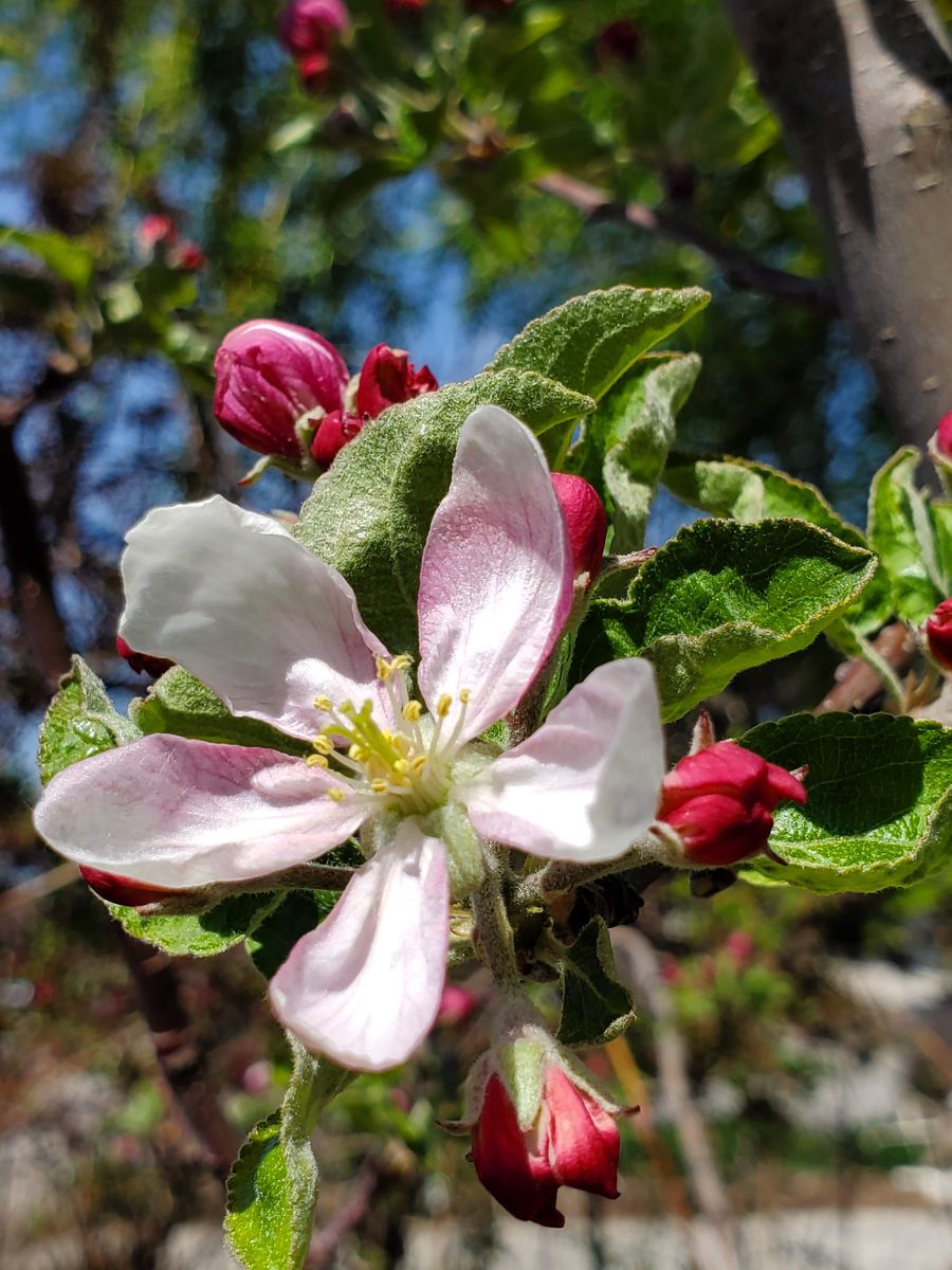 Plant Tree Sale Hardy NativeFruit, Nut and Berry this Sat last day to order bareroot.