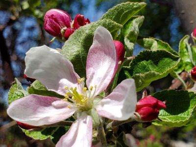 Plant Tree Sale Hardy NativeFruit, Nut and Berry this Sat last day to order bareroot.