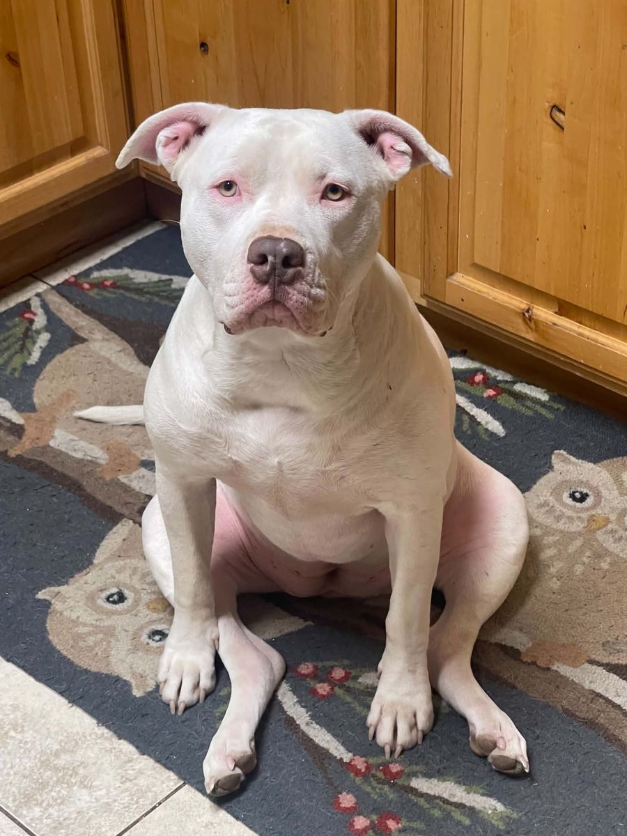 XL Bully/Pit Mix Puppy