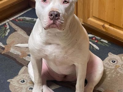 XL Bully/Pit Mix Puppy