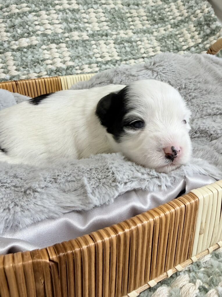 Miniature Schnauzer Puppies AKC
