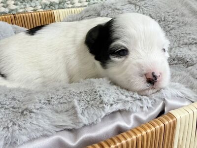 Miniature Schnauzer Puppies AKC