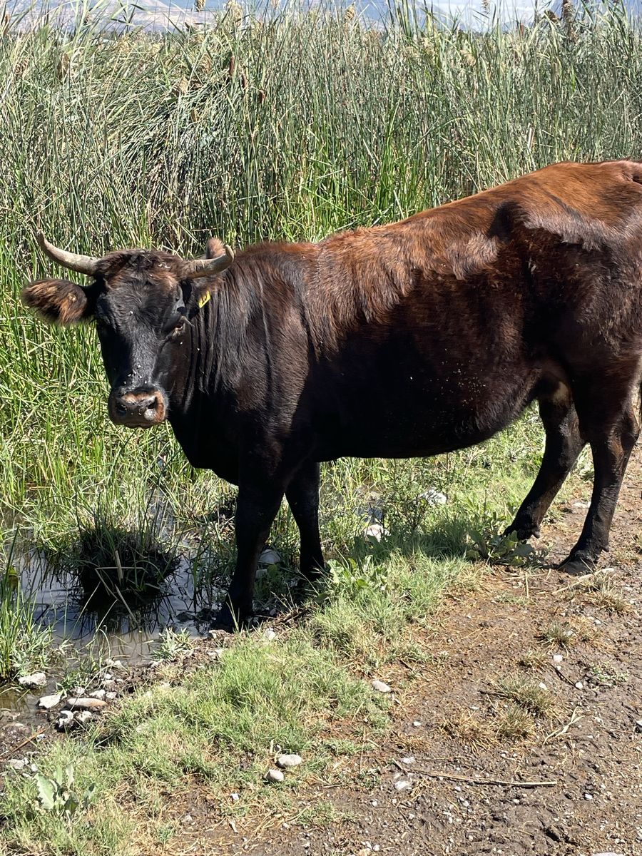 Highland/Angus cross 
