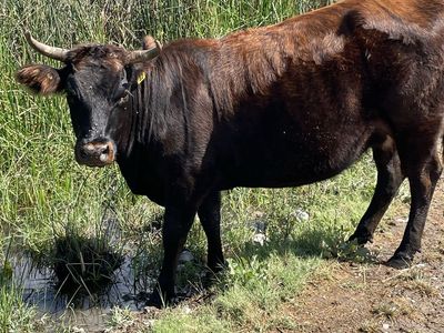Highland/Angus cross