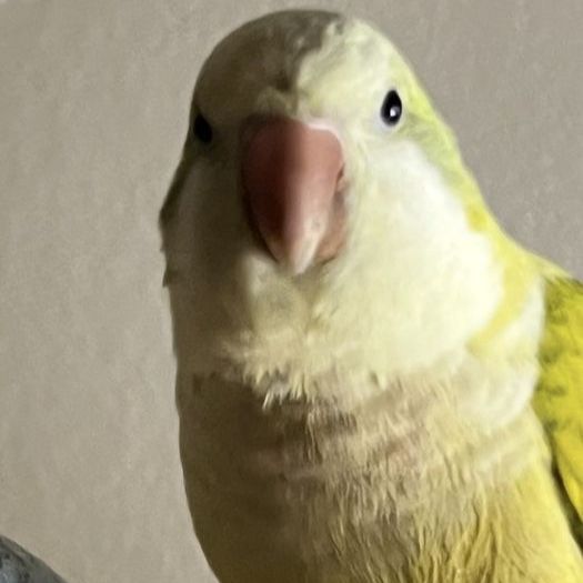 Missing Green Quaker