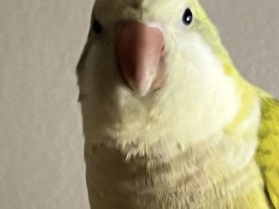 Missing Green Quaker