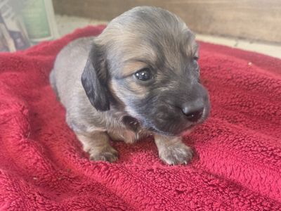 akc Ltd reg mini longhair dachshund puppies