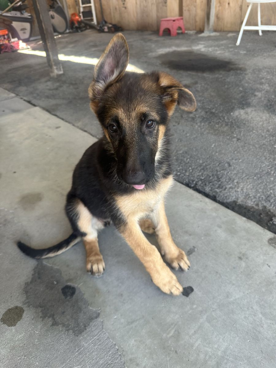 AKC German Shepherd Puppies - Black and Tan