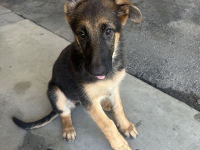 AKC German Shepherd Puppies - Black and Tan
