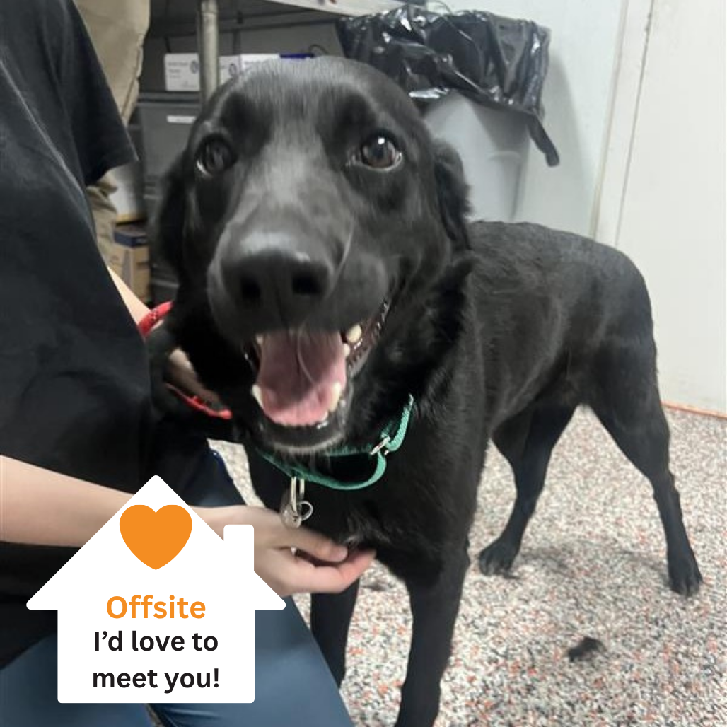 Hello my name is Evie