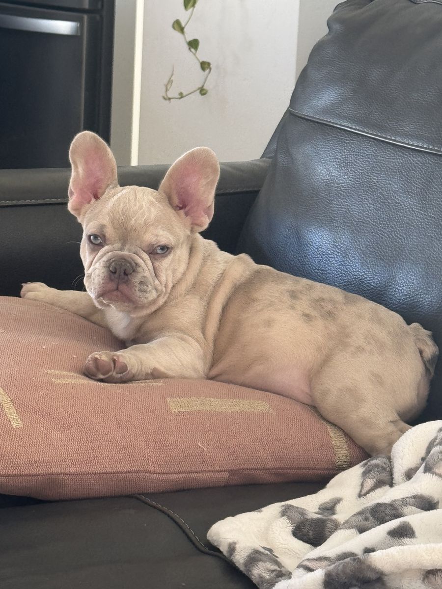 Bear the Isabella Merle Frenchi Stud | Champion Bloodline | Health Tested