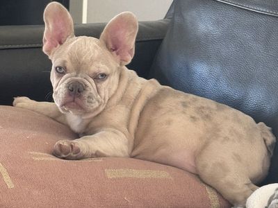 Bear the Isabella Merle Frenchi Stud | Champion Bloodline | Health Tested