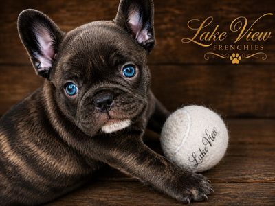 Premium French Frenchy Frenchie Bulldogs