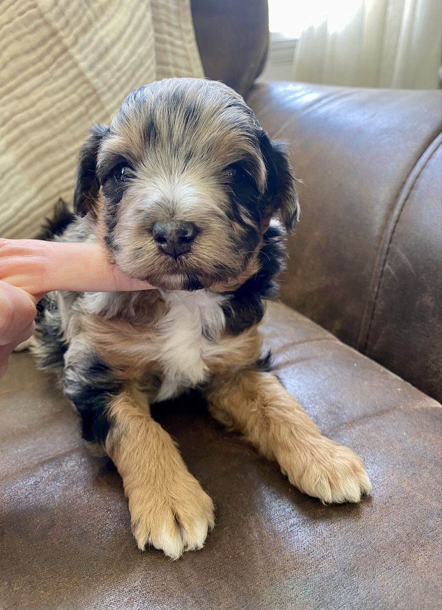 Aussiedoodle - Aussie doodle puppy