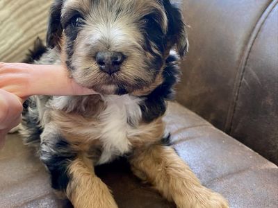 Aussiedoodle - Aussie doodle puppy