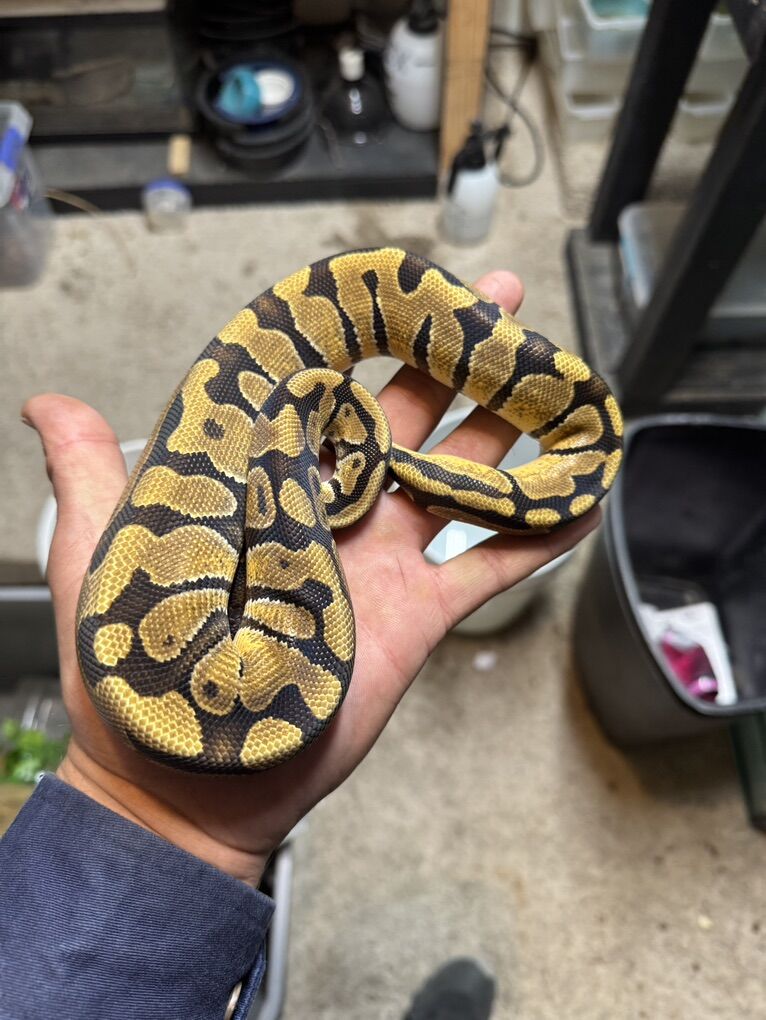 Ball Python