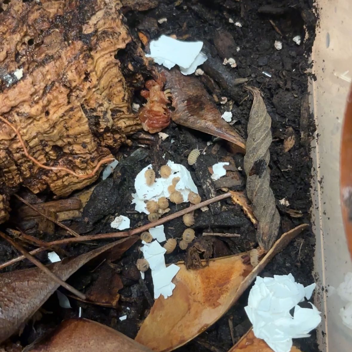 Pineapple Spiky Isopod Bin