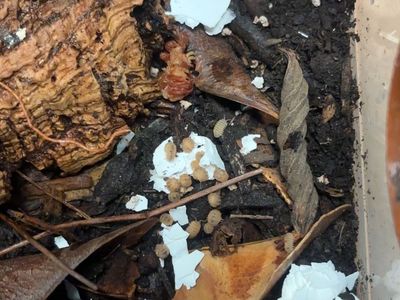 Pineapple Spiky Isopod Bin