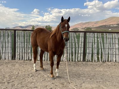 2yr old AQHA gelding