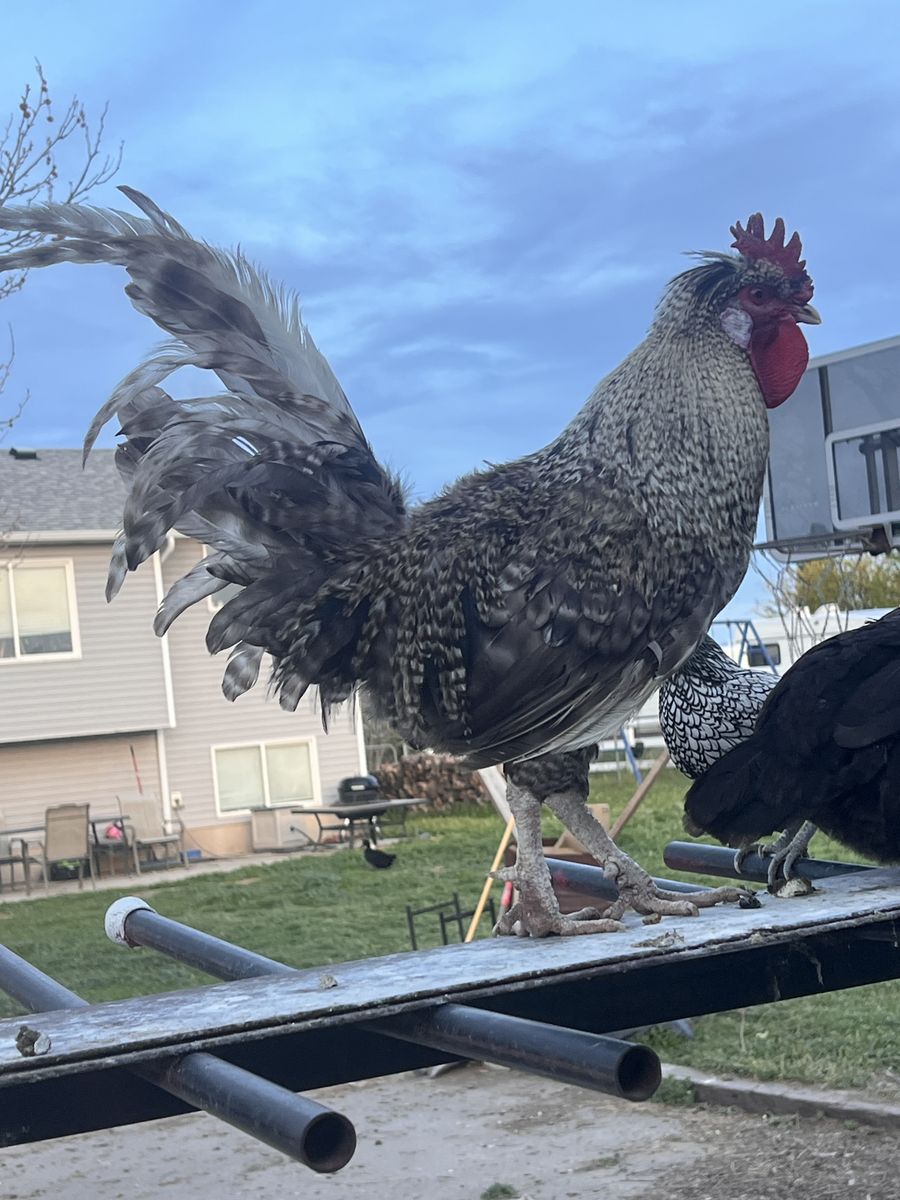 Rooster