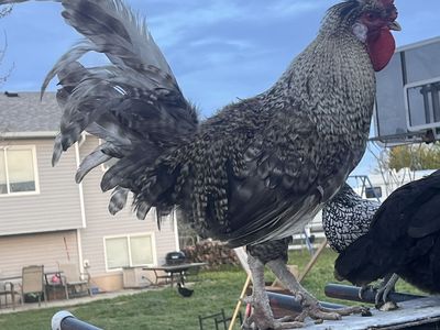 Rooster