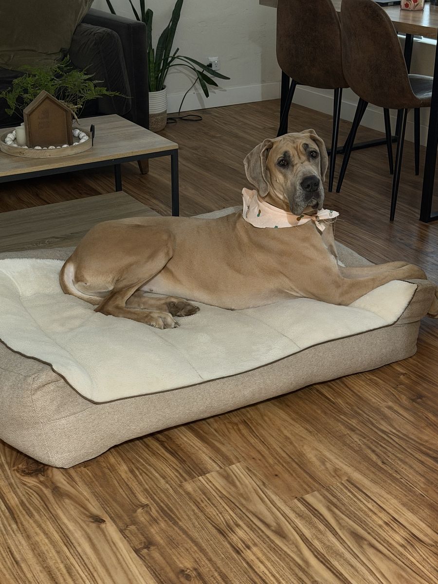 Great Dane Looking for Good home