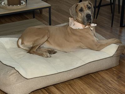 Great Dane Looking for Good home