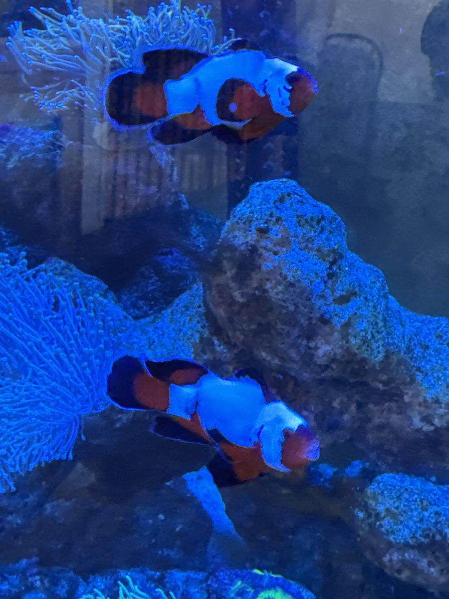 Longfin Ocellaris Clown Fish Pair