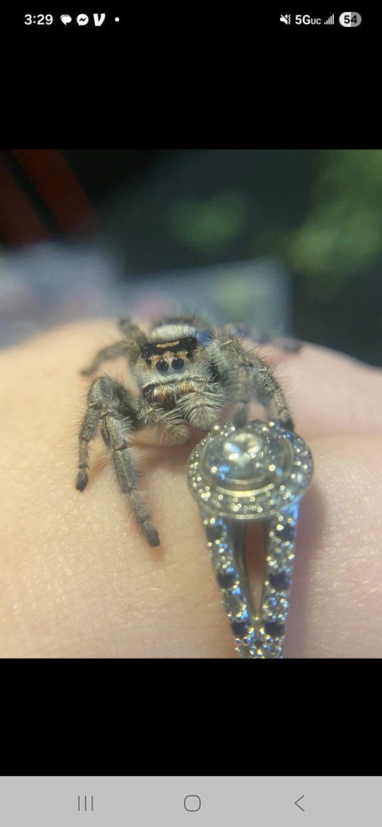 ISO. unwanted jumping spiders (eggs, slings and mo