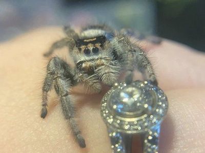 ISO. unwanted jumping spiders (eggs, slings and mo