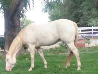 Beautiful, Gentle Female Horse For Sale