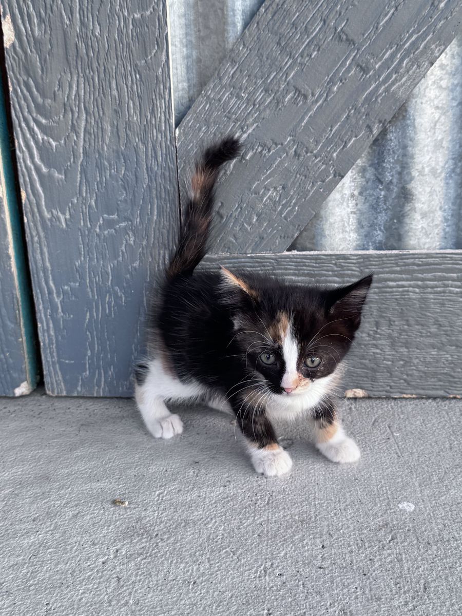Kittens For Sale