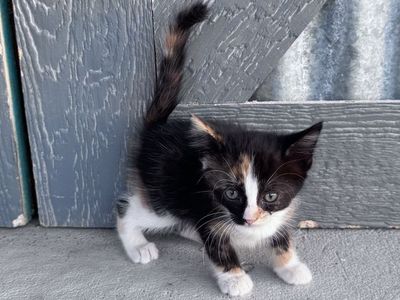 Kittens For Sale