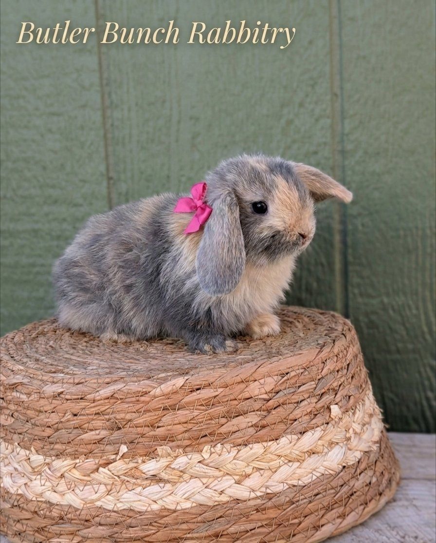 purebread Holland lops baby bunny