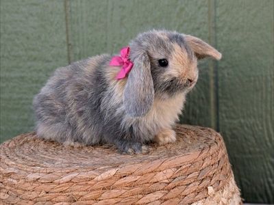 purebread Holland lops baby bunny