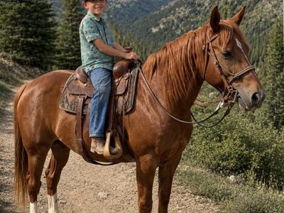 16yo Missouri Foxtrotter gaited