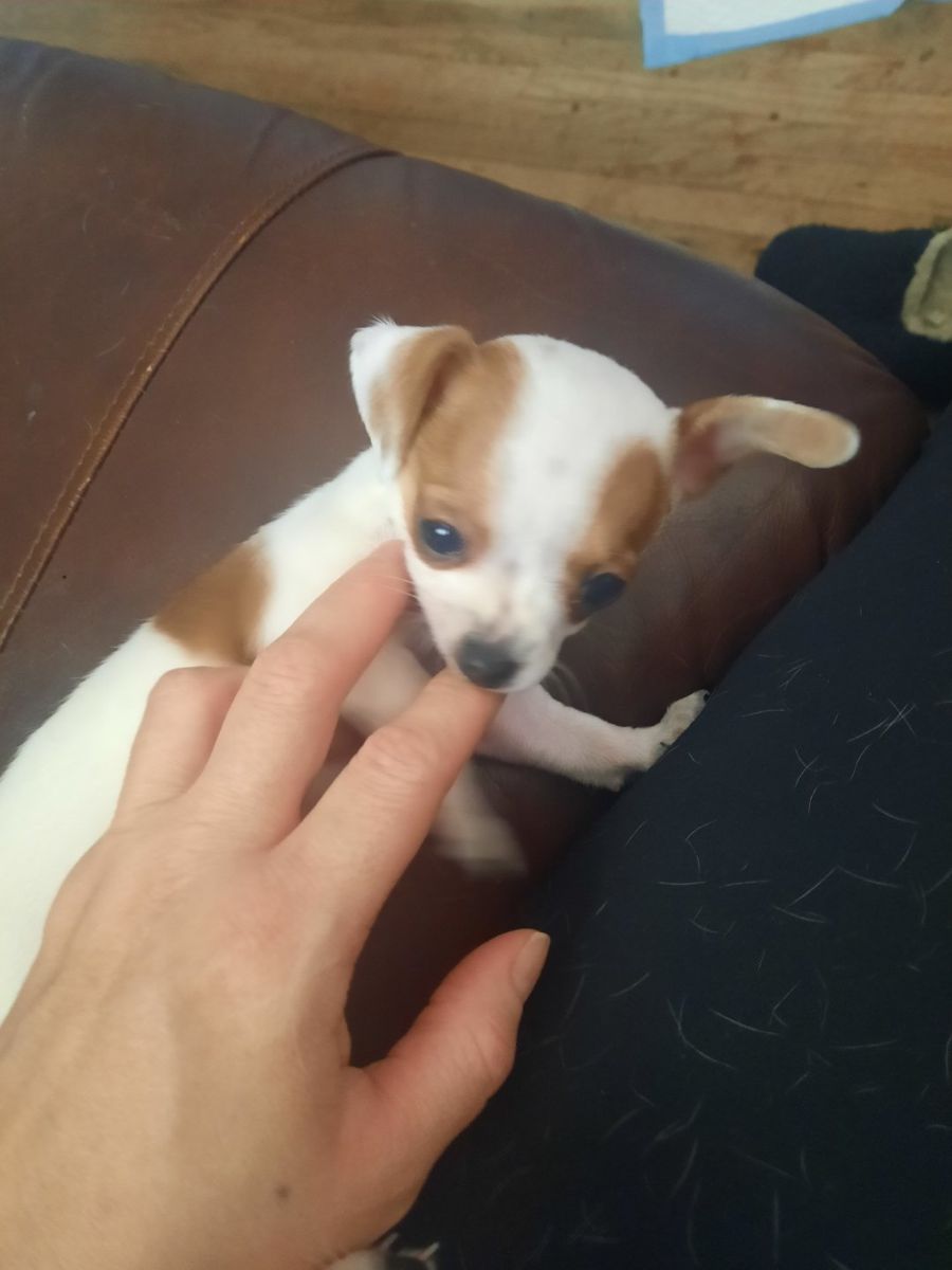 Chihuahua