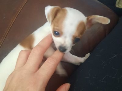 Chihuahua