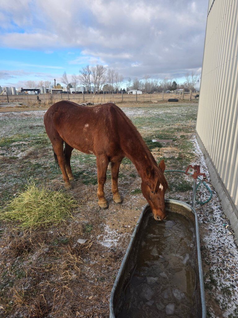 4-Year-Old Mustang Mare Looking for Her Person