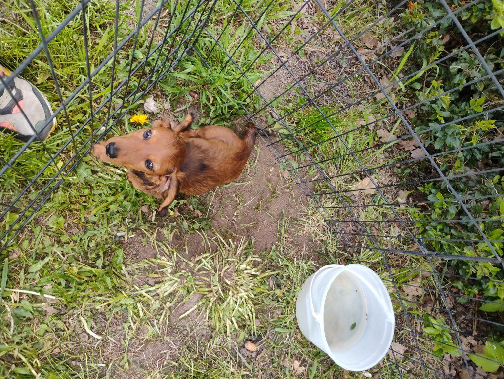 Dachshund puppy