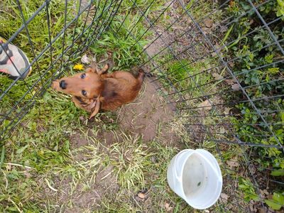 Dachshund puppy