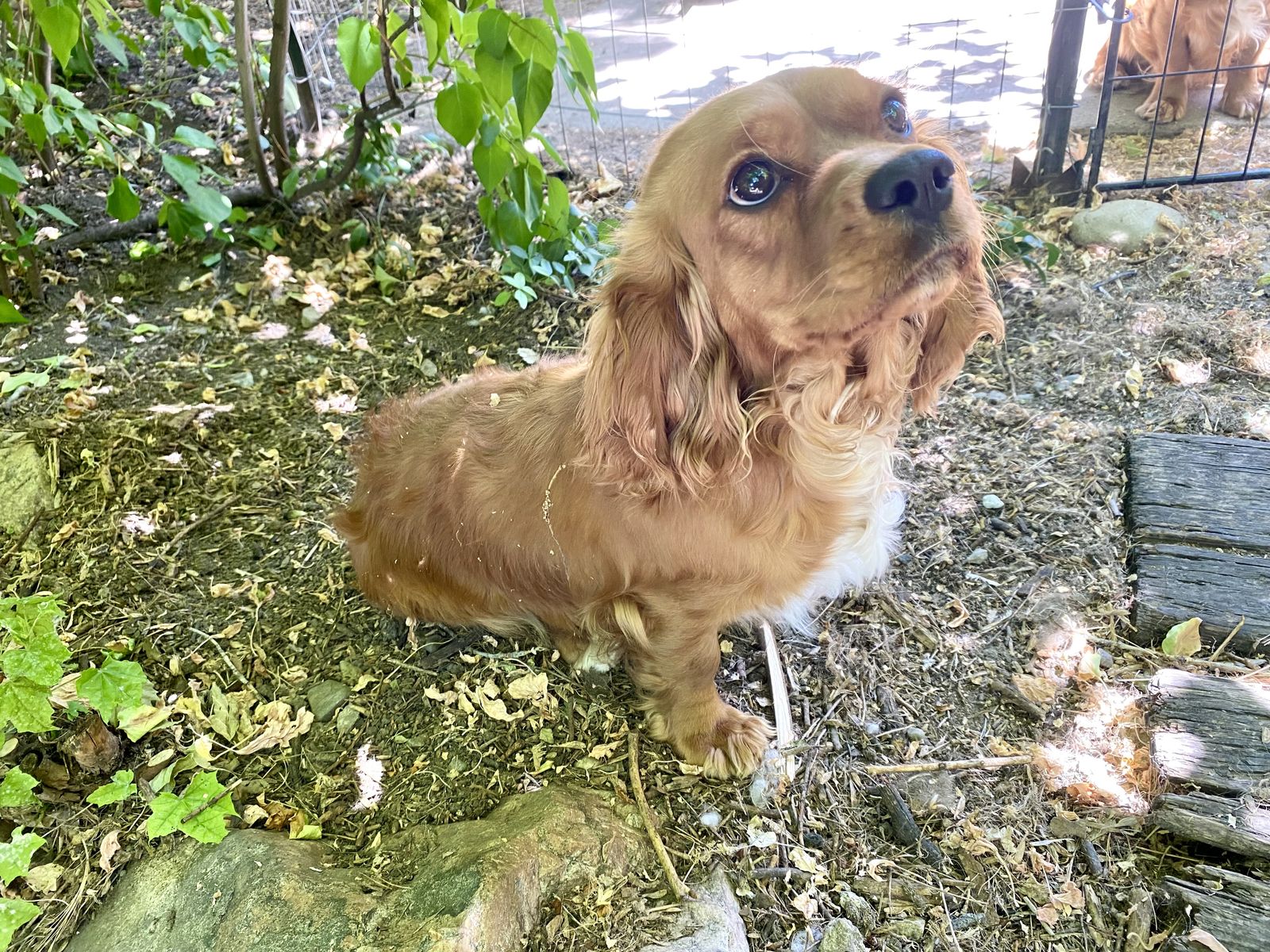 1 Demidog pup left!  Cavalier x Dachshund x Pug