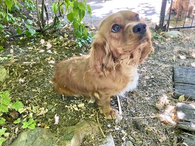 1 Demidog pup left! Cavalier x Dachshund x Pug