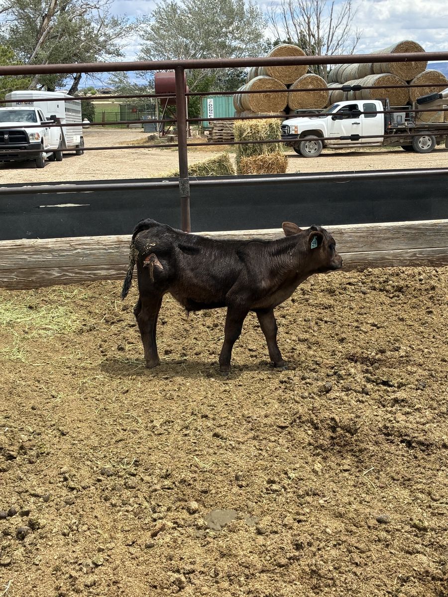 2 Month Old Steer