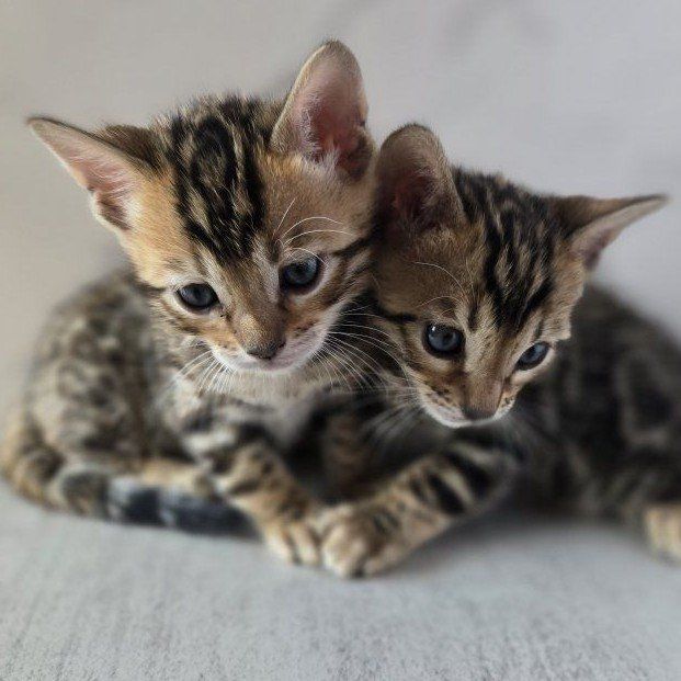 Bengal Kittens - TICA Registered Snuggly & Playful