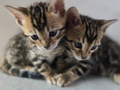 Bengal Kittens - TICA Registered Snuggly & Playful