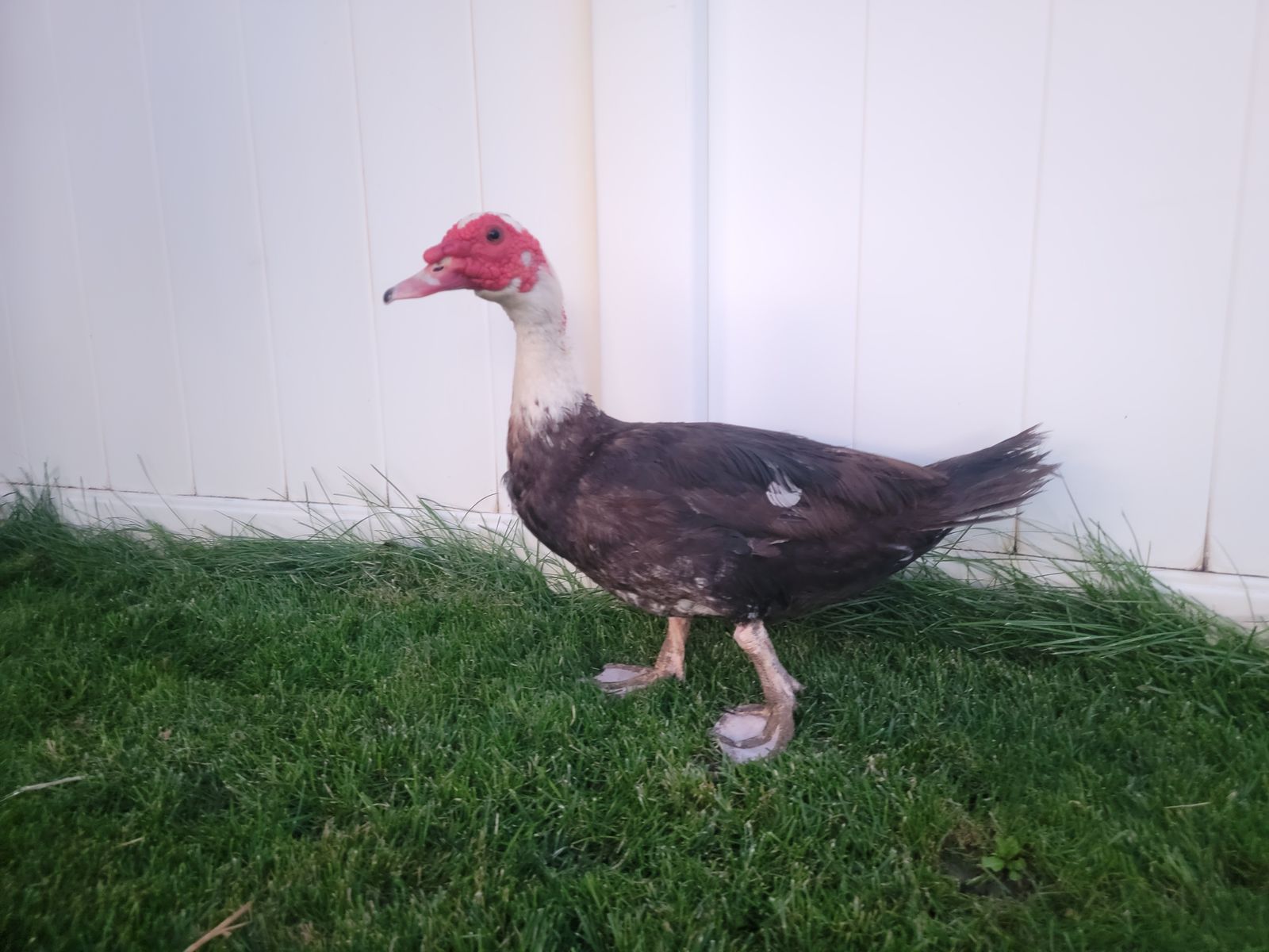 Duck, muscovy