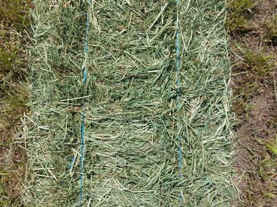 premium grass hay