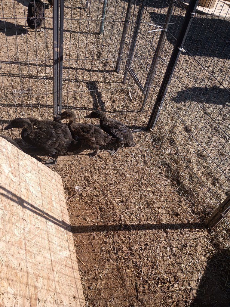 Free Ducklings