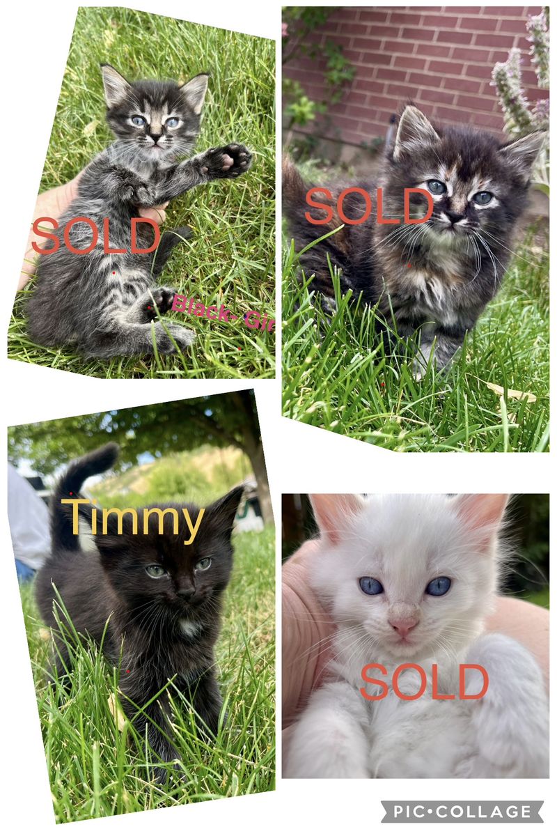 Teeny Tiny 6 week old kittens - 1 boy left